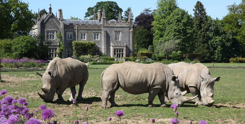 cotswold wildlife park img